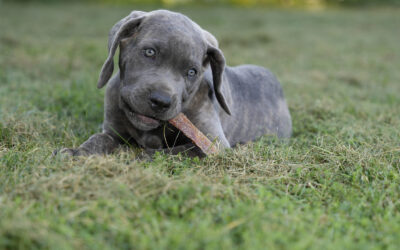 Food Safety Guidelines for Feeding Your Dog a Raw DietFood Safety