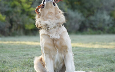 Top Tips for Safely Transitioning Your Dog to a Raw Diet