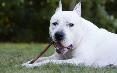 Essential Raw Feeding Tips for a Healthier, Happier Dog