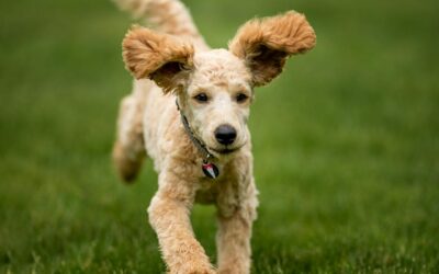 The Benefits of a Raw Dog Food Diet: A Healthier, Happier Pup