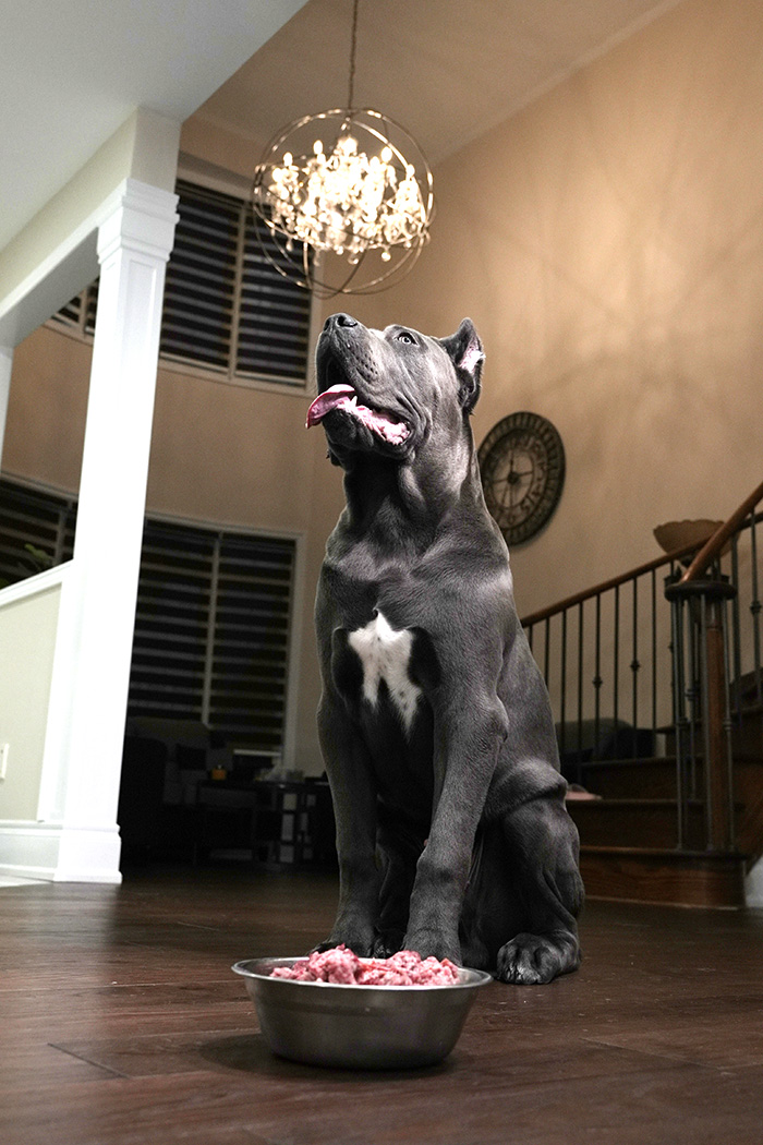 best raw dog food in ontario | paw on raw