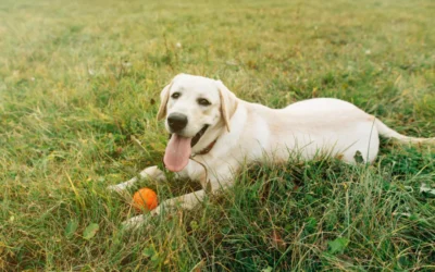 High Protein Dog Food: Best Options for a Healthy Diet