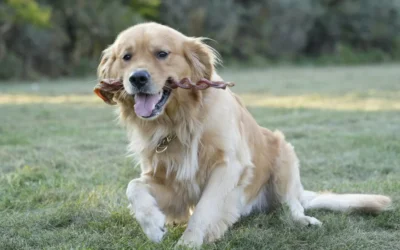 Why Your Pet Deserves a Raw Food Diet