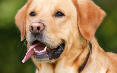 How to Store and Serve Raw Dog Food Safely at Home