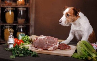 Why Organ Meats Are Essential in a Balanced Raw Diet for Dogs