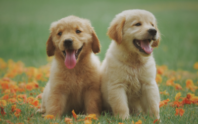 Is Raw Feeding Suitable for Puppies? What You Need to Know