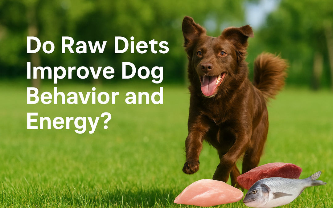 dog behaviour