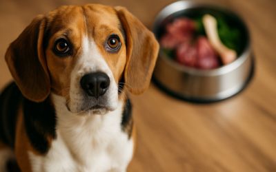 The Gut–Brain Connection in Dogs and How Raw Diets Improve Mood & Behaviour