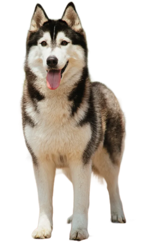 Best Dog Food Delivery Mississauga_Paw On Raw