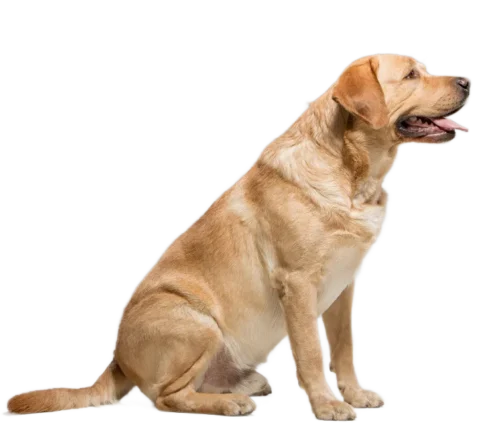Best Raw Dog Food Mississauga_Paw On Raw