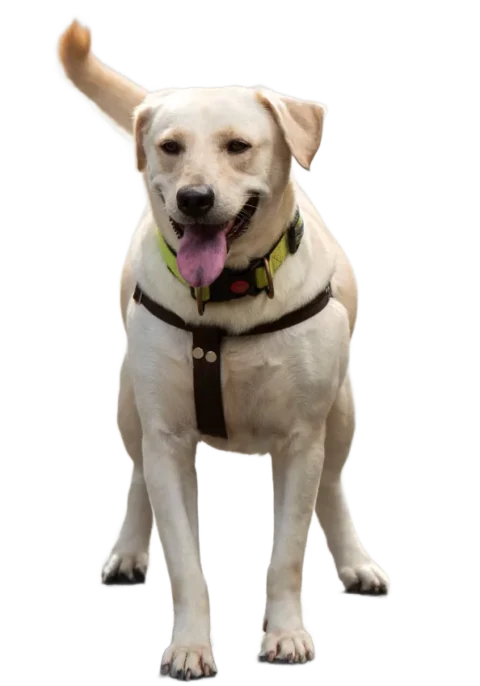 paw-on-raw-dog-food Paw-on-Raw-dog-food-Mississauga
